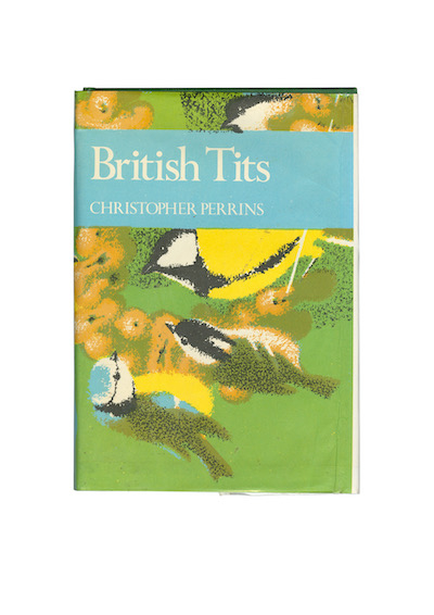 View full size BRITISH TITS A4 PRINT