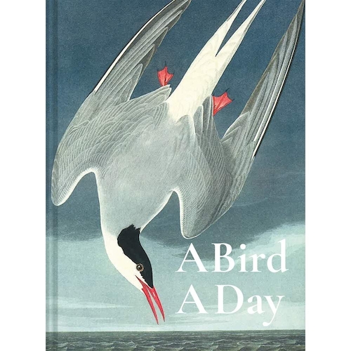 View full size A Bird A Day by Dominic Couzens