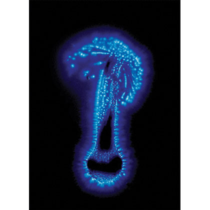 View full size Strange Attractor Journal 2